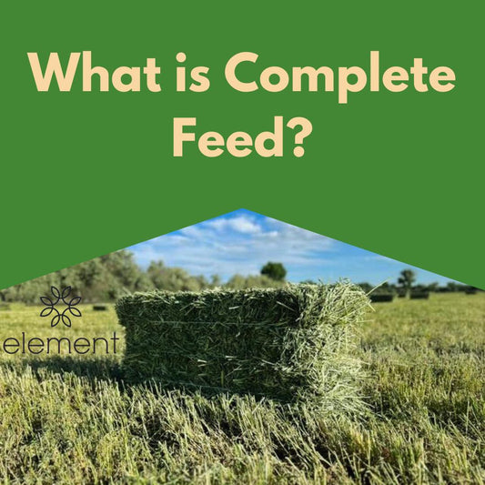 How to help a horse with insulin resistance naturally