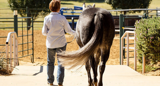 Horse calming supplements for trailering stress- How CBD can make hauling horses stress free